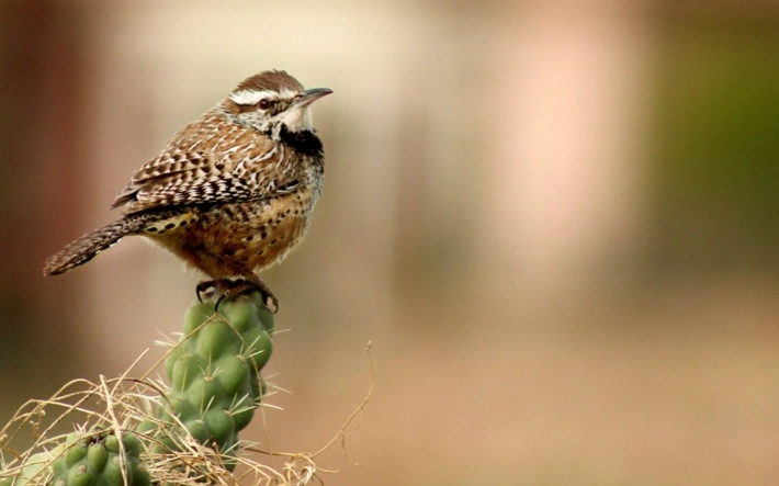 desert birdwatching Arizona