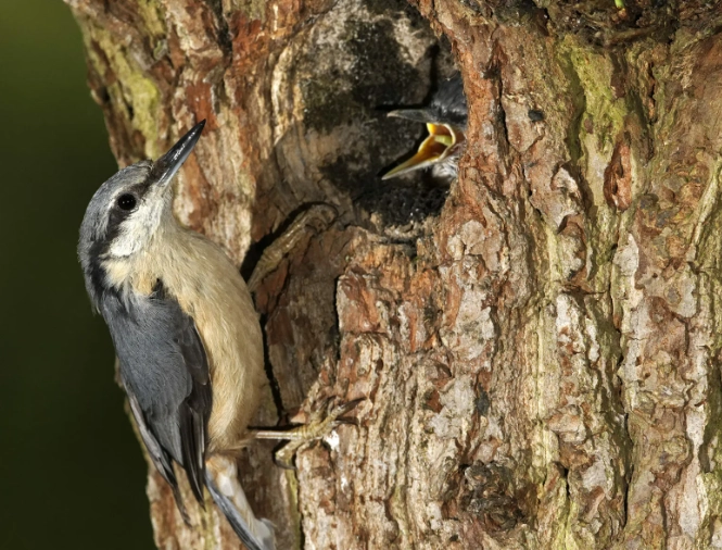 attract nuthatches to your yard