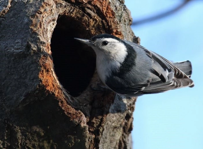 White-breasted Nuthatch nest box plans