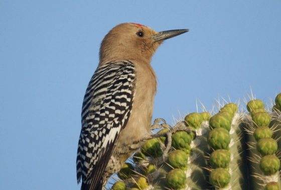 Arizona desert birds