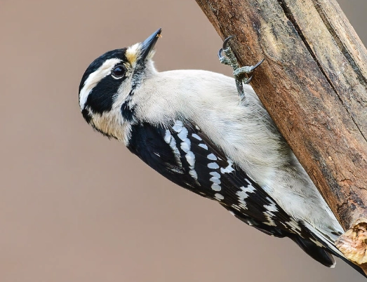 female downy woodpecker identification female downy woodpecker identification