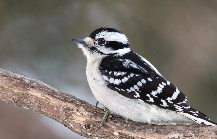 downy woodpecker male vs female downy woodpecker male vs female