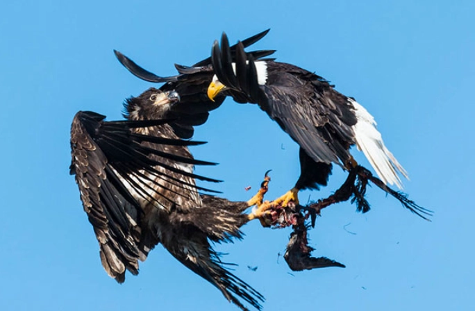 bald eagle interesting facts bald eagle interesting facts