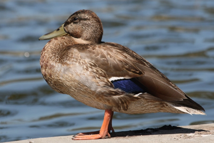 female mallard vs male