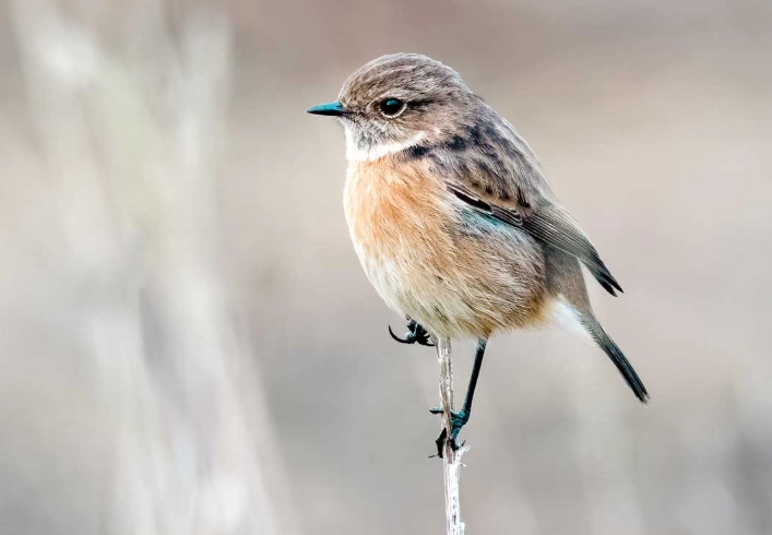 find birds to photograph