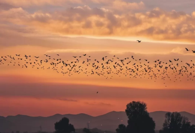 bird activity by season bird activity by season