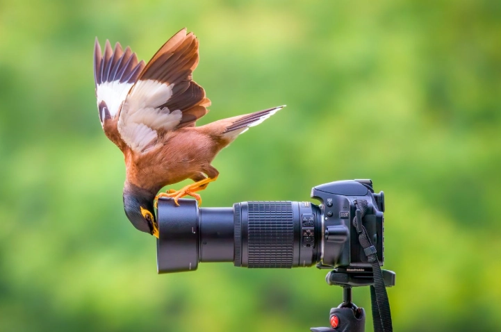 birdwatching hotspots