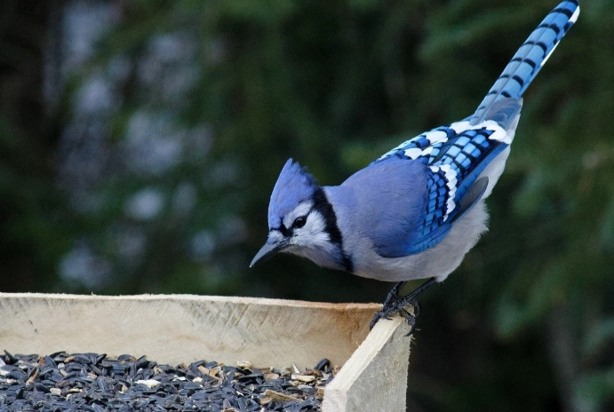 when are birds most active when are birds most active