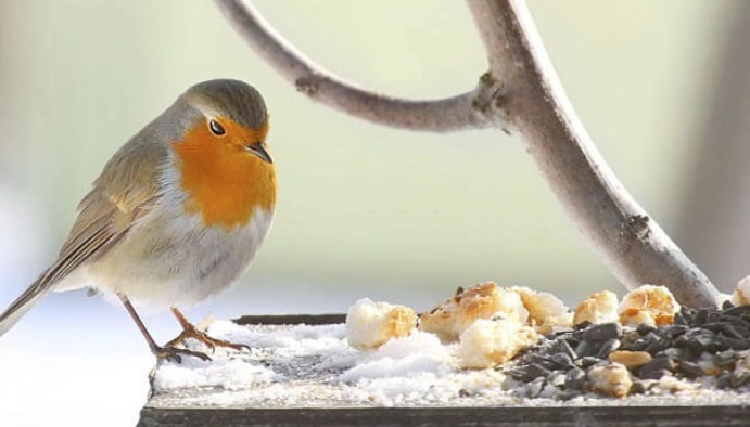 when are birds most active when are birds most active