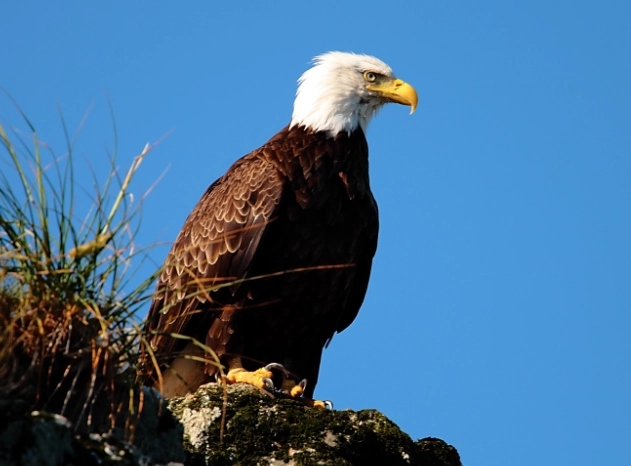 bald eagle size