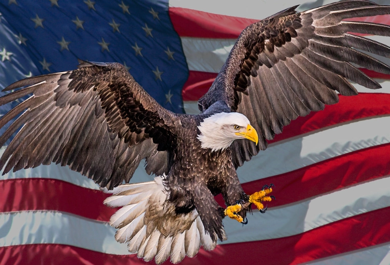 bald eagle USA bald eagle USA