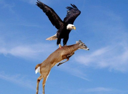 eagle predation on pets
