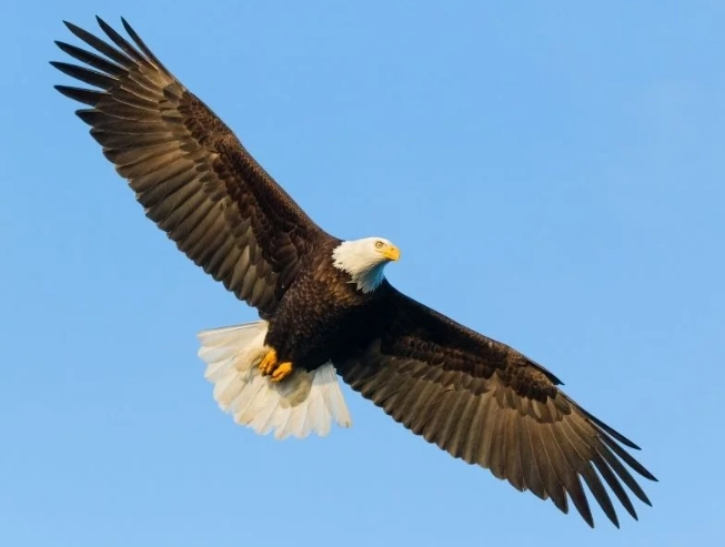 how much does a bald eagle weigh