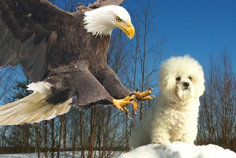 can eagles carry dogs