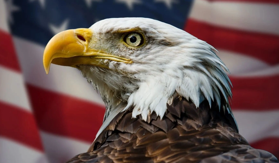 American bald eagle American bald eagle