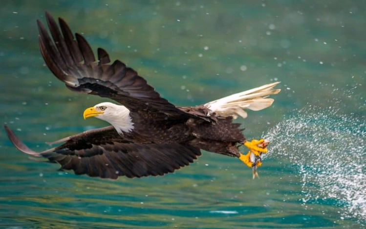 Bald eagle nesting sites