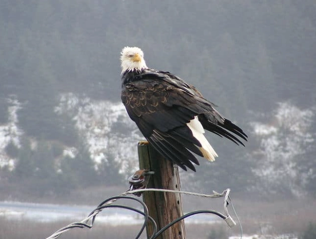 Bald eagle habitat