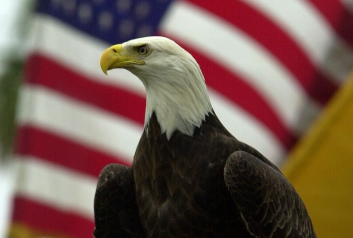 bald eagle facts bald eagle facts
