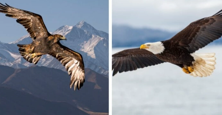 bald eagle vs eagle