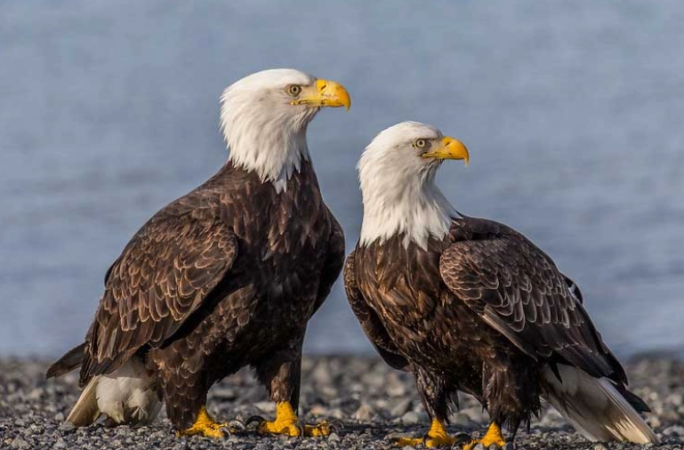 bald eagle vs eagle