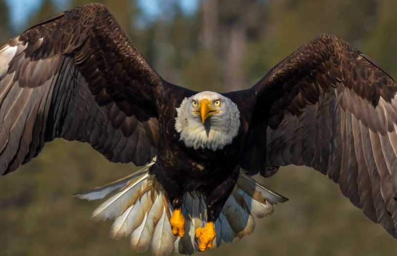 bald eagle behavior bald eagle behavior