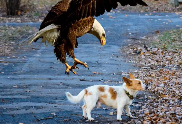 bald eagle lifting capacity