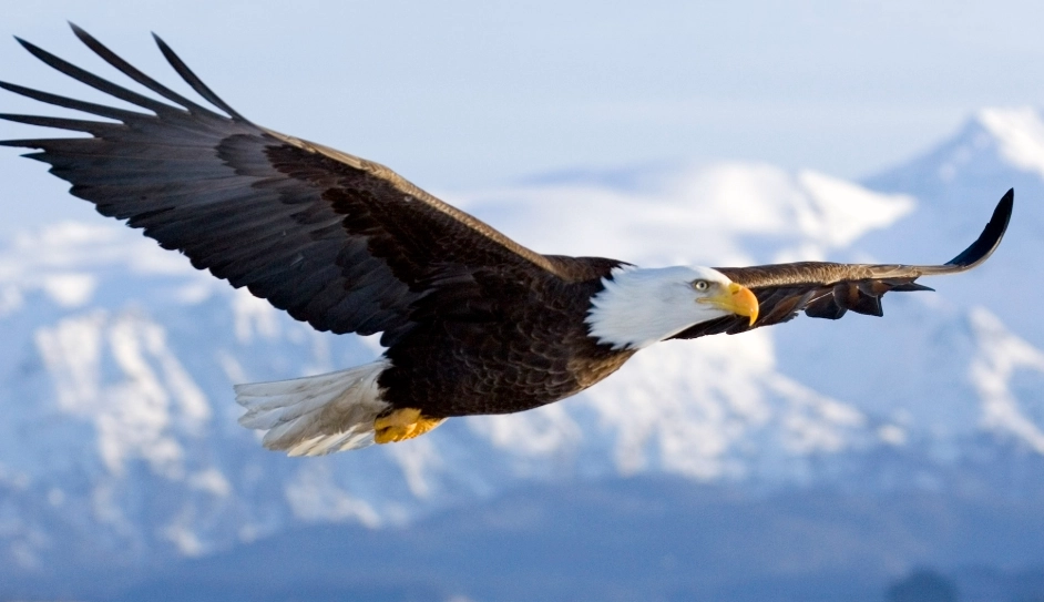 how to see bald eagles how to see bald eagles