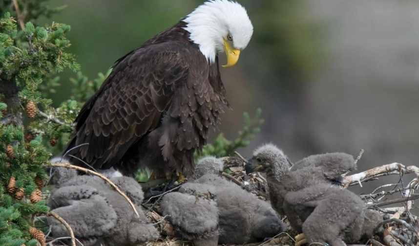 Where to see bald eagles
