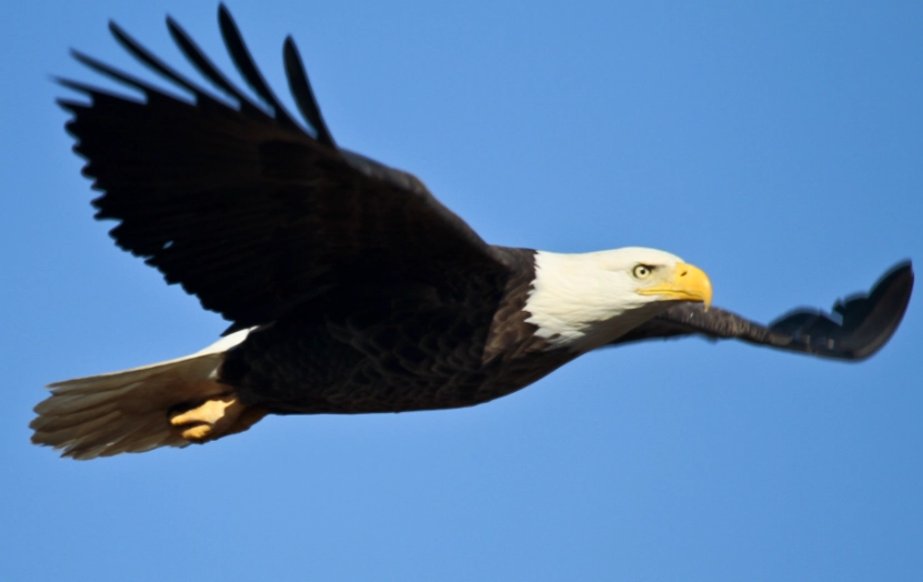 bald eagle behavior bald eagle behavior