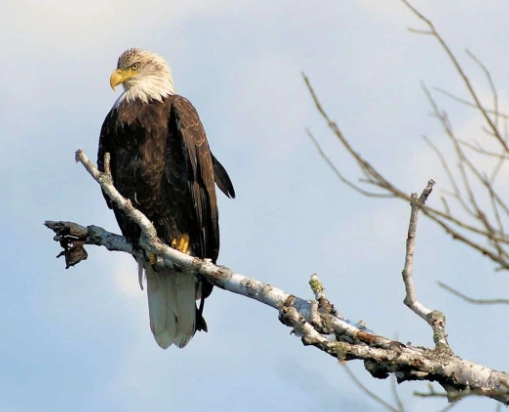 can eagles carry dogs