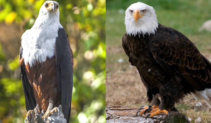 bald eagle compared to other eagles
