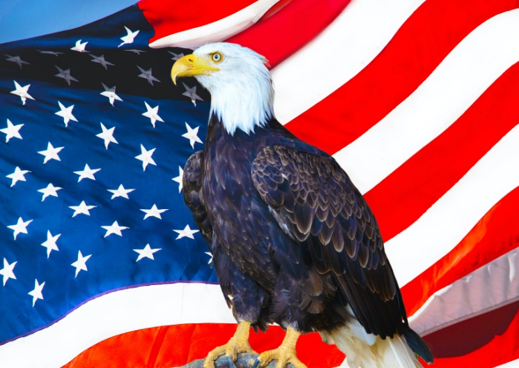 American bald eagle American bald eagle