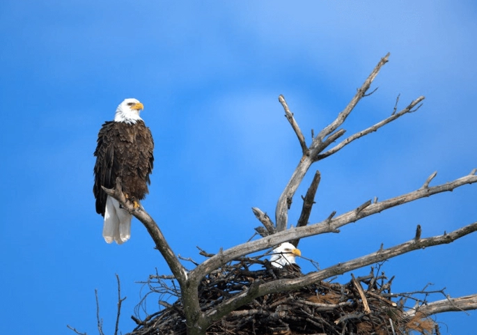 how much does a bald eagle weigh