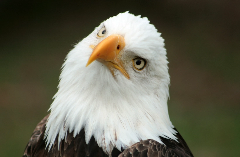 bald eagle USA bald eagle USA
