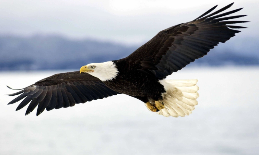 how to see bald eagles how to see bald eagles