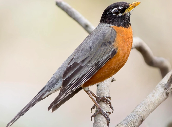 American robin spiritual meaning