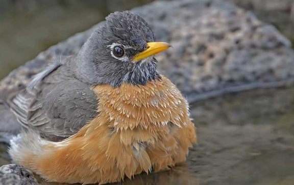 American robin spiritual meaning