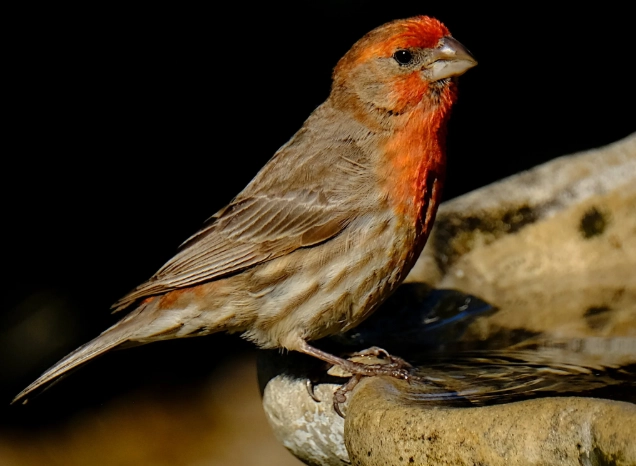 house finch rarity