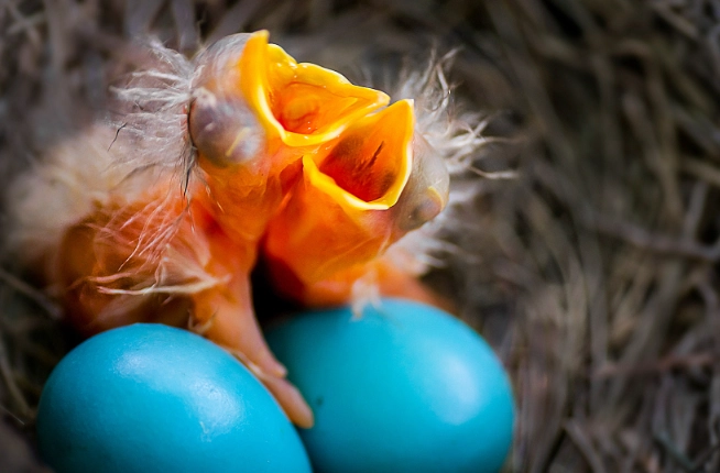 how long do robin eggs take to hatch how long do robin eggs take to hatch
