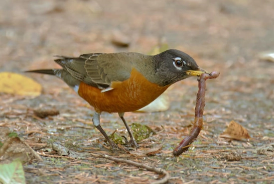 robin egg blue robin egg blue