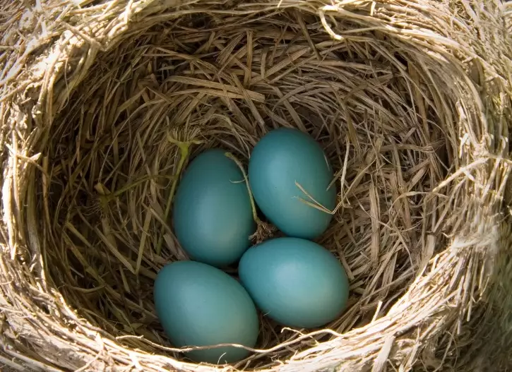 how long do robin eggs take to hatch how long do robin eggs take to hatch