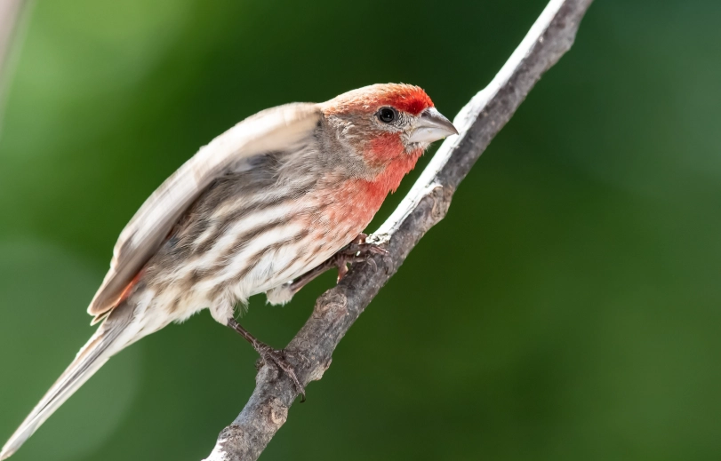 are house finches good to have around are house finches good to have around