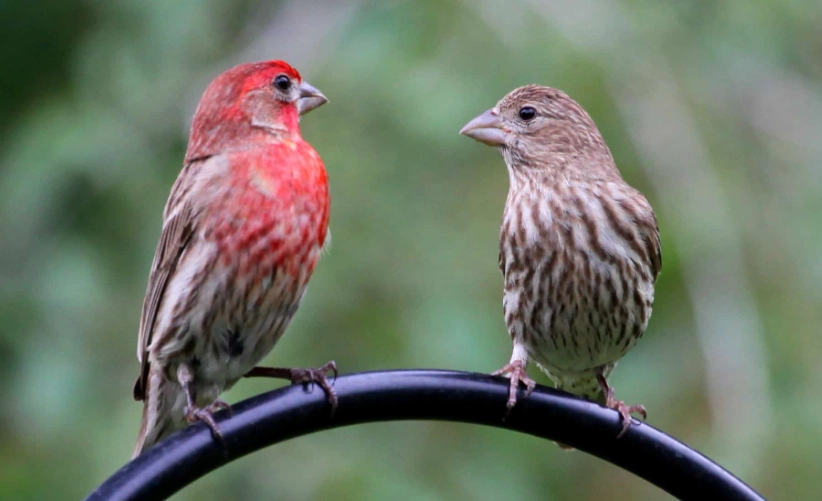 house finches good or bad house finches good or bad