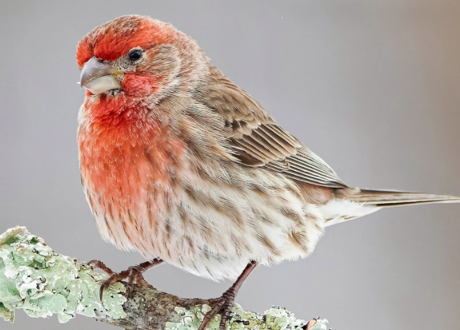 house finch population