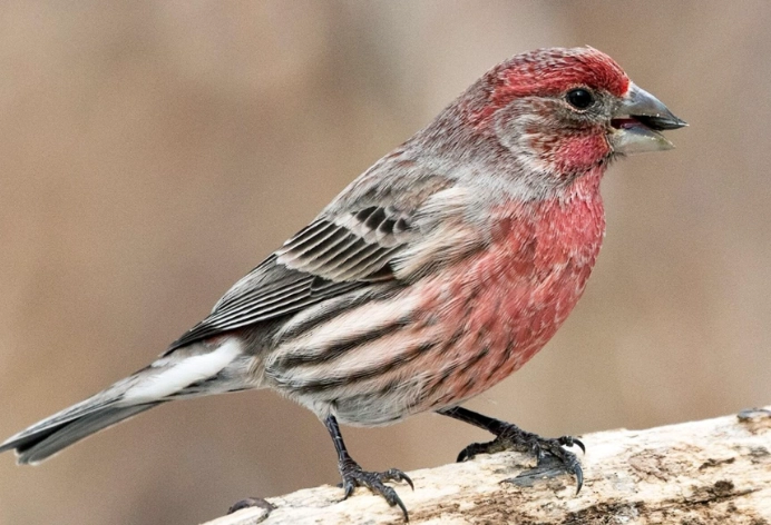 are house finches rare