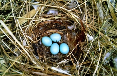 robin egg blue robin egg blue