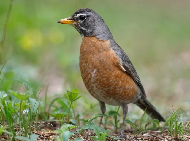 female robin identification