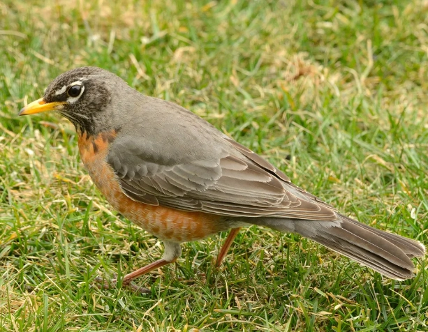 American robin behavior