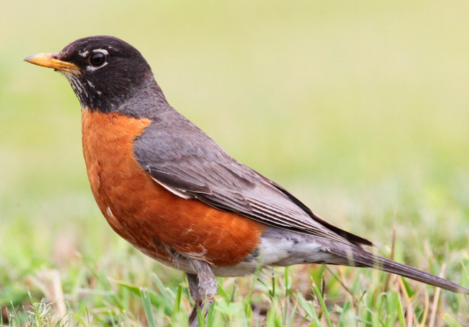 robin size comparison