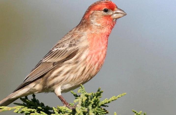 are house finches rare